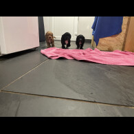 Cocker Spaniel (Working &amp; Show) - Dogs