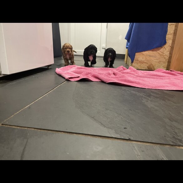 Cocker Spaniel (Working &amp; Show) - Dogs