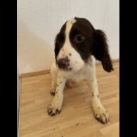 Cocker Spaniel (Working &amp; Show) - Both