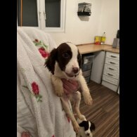 Cocker Spaniel (Working &amp; Show) - Both