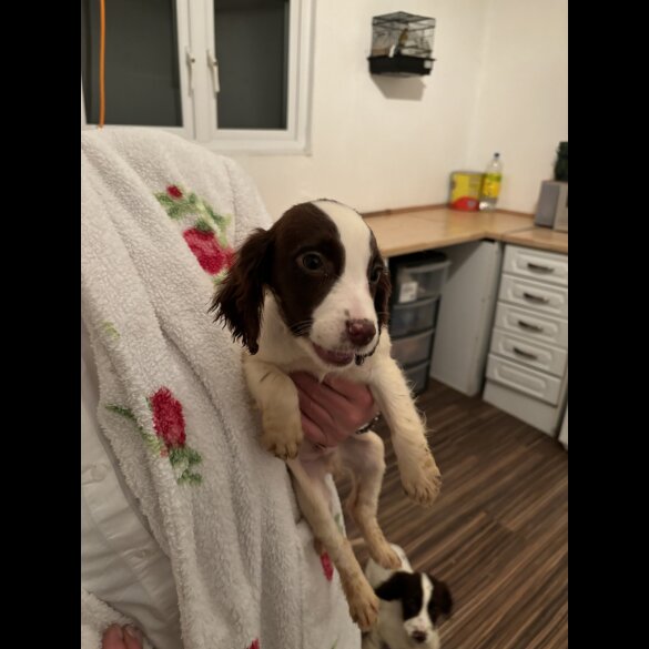 Cocker Spaniel (Working &amp; Show) - Both