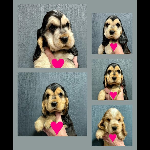 Cocker Spaniel (Working &amp; Show) - Both