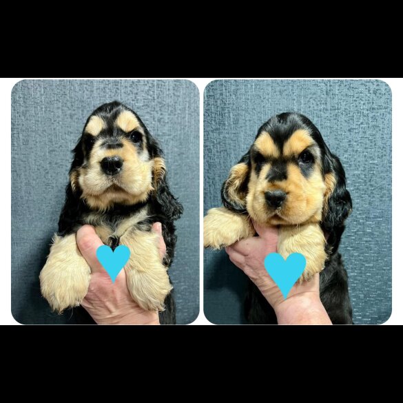 Cocker Spaniel (Working &amp; Show) - Both