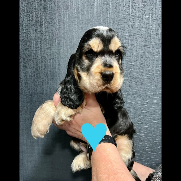 Cocker Spaniel (Working &amp; Show) - Both