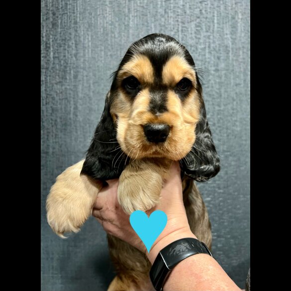 Cocker Spaniel (Working &amp; Show) - Both