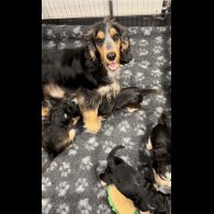 Cocker Spaniel (Working &amp; Show) - Both