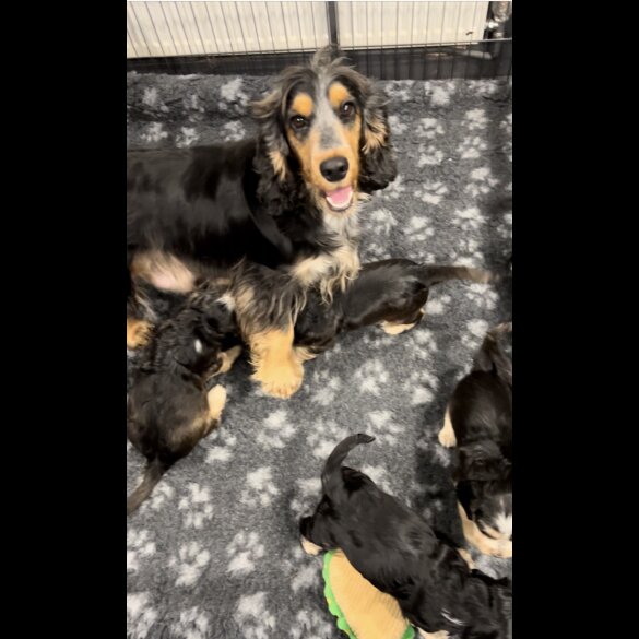 Cocker Spaniel (Working &amp; Show) - Both