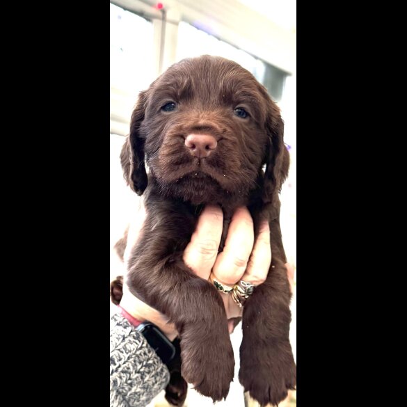 Cocker Spaniel (Working &amp; Show) - Both