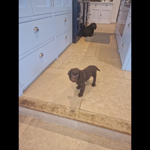 Cocker Spaniel (Working &amp; Show) - Both