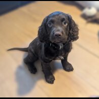 Cocker Spaniel (Working &amp; Show) - Both
