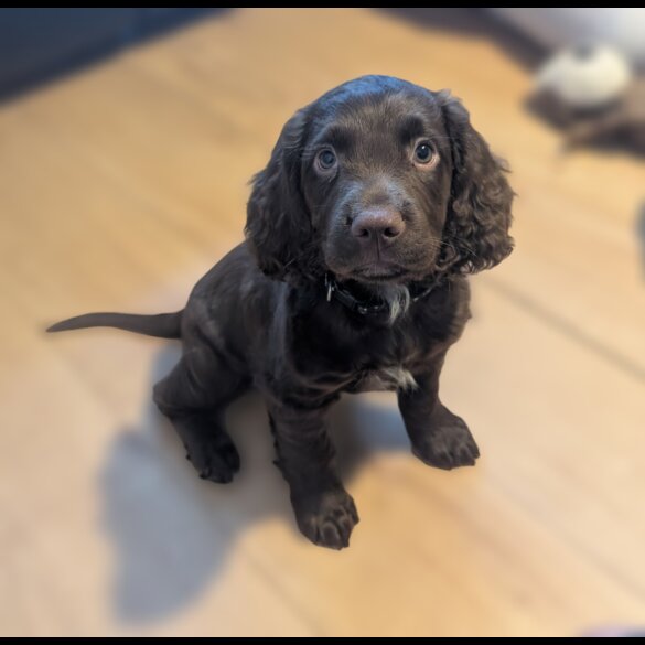 Cocker Spaniel (Working &amp; Show) - Both
