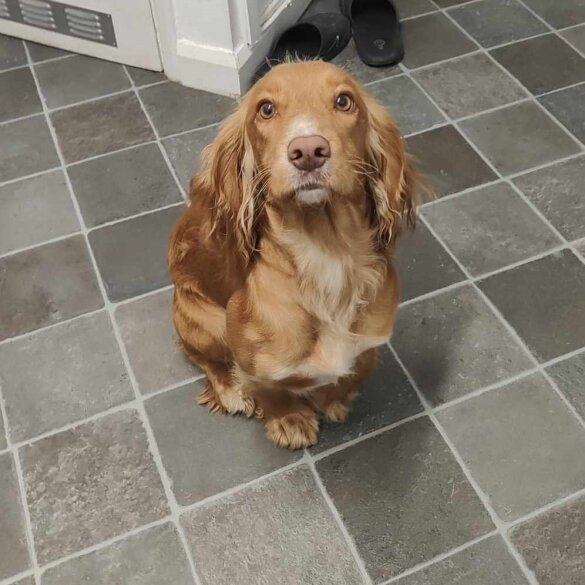 Cocker Spaniel (Working &amp; Show) - Both
