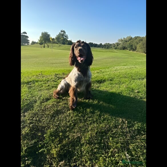 Cocker Spaniel (Working &amp; Show) - Both