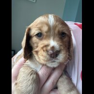 Cocker Spaniel (Working &amp; Show) - Both