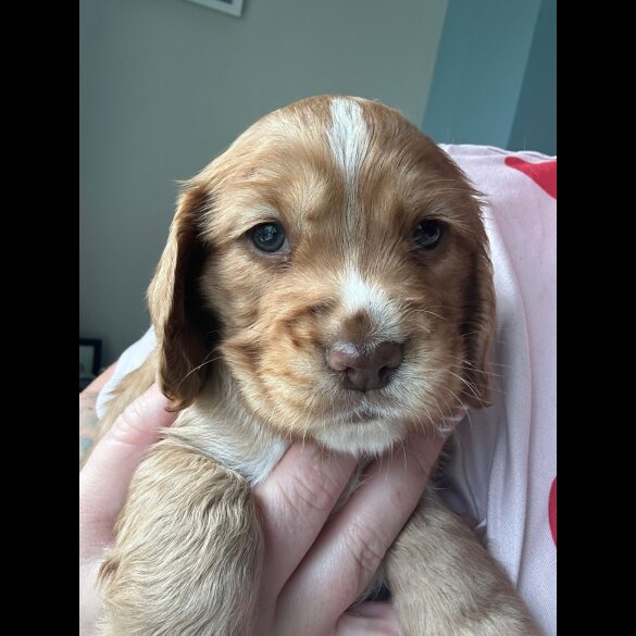 Cocker Spaniel (Working &amp; Show) - Both