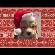 Cocker Spaniel (Working &amp; Show) - Both