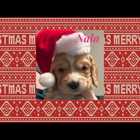 Cocker Spaniel (Working &amp; Show) - Both