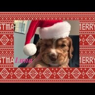 Cocker Spaniel (Working &amp; Show) - Both