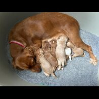 Cocker Spaniel (Working &amp; Show) - Both