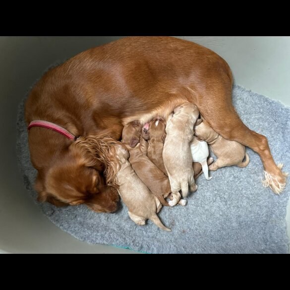 Cocker Spaniel (Working &amp; Show) - Both