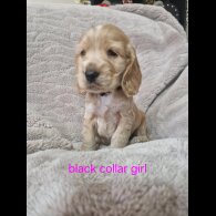Cocker Spaniel (Working &amp; Show) - Both