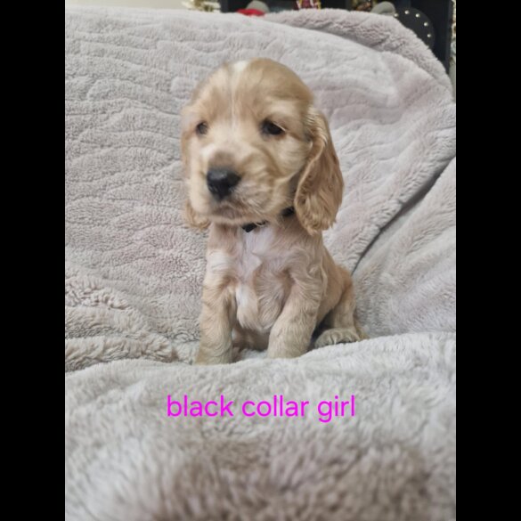 Cocker Spaniel (Working &amp; Show) - Both