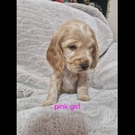 Cocker Spaniel (Working &amp; Show) - Both