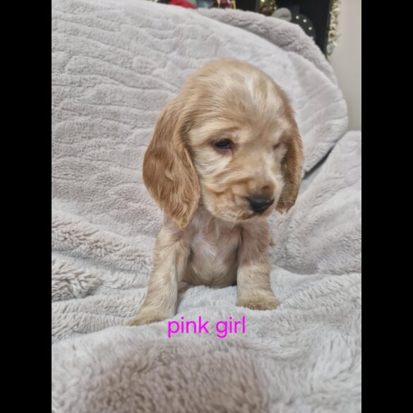 Cocker Spaniel (Working &amp; Show) - Both