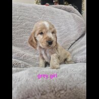 Cocker Spaniel (Working &amp; Show) - Both