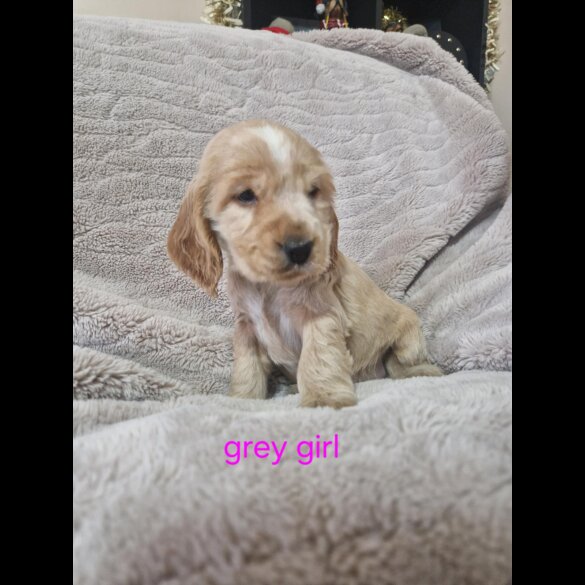 Cocker Spaniel (Working &amp; Show) - Both