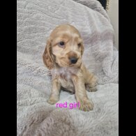 Cocker Spaniel (Working &amp; Show) - Both