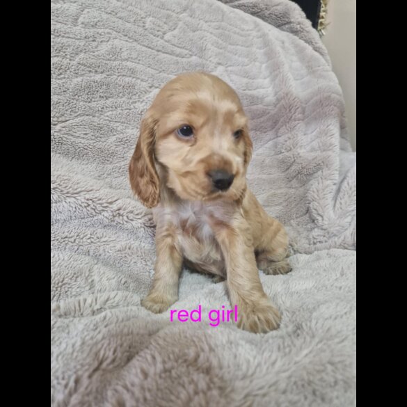 Cocker Spaniel (Working &amp; Show) - Both