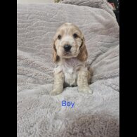 Cocker Spaniel (Working &amp; Show) - Both