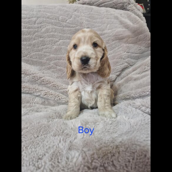 Cocker Spaniel (Working &amp; Show) - Both