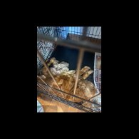 Cocker Spaniel (Working &amp; Show) - Both