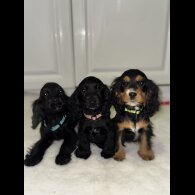 Cocker Spaniel (Working &amp; Show) - Both