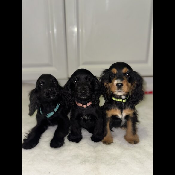 Cocker Spaniel (Working &amp; Show) - Both