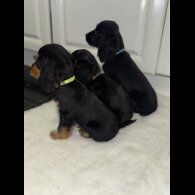 Cocker Spaniel (Working &amp; Show) - Both