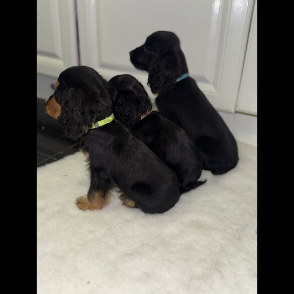 Cocker Spaniel (Working &amp; Show) - Both