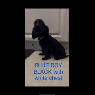 Cocker Spaniel (Working &amp; Show) - Both