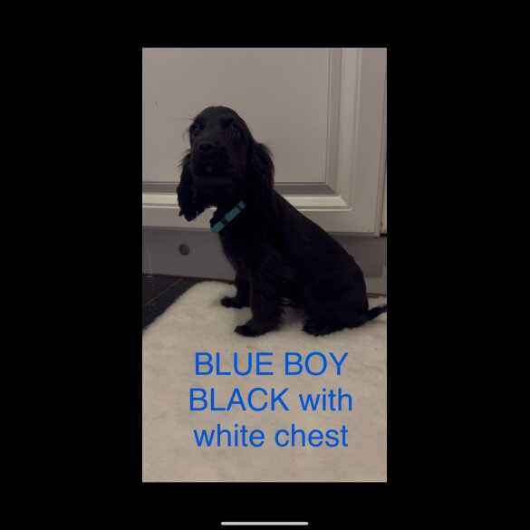 Cocker Spaniel (Working &amp; Show) - Both