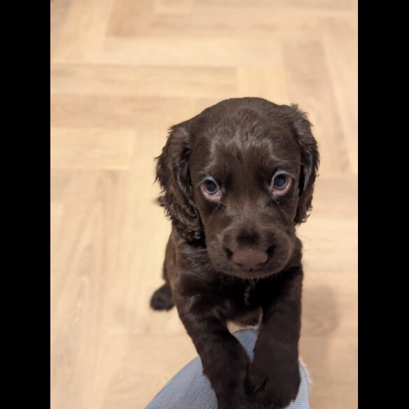 Cocker Spaniel (Working &amp; Show) - Both