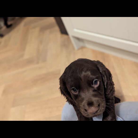 Cocker Spaniel (Working &amp; Show) - Both