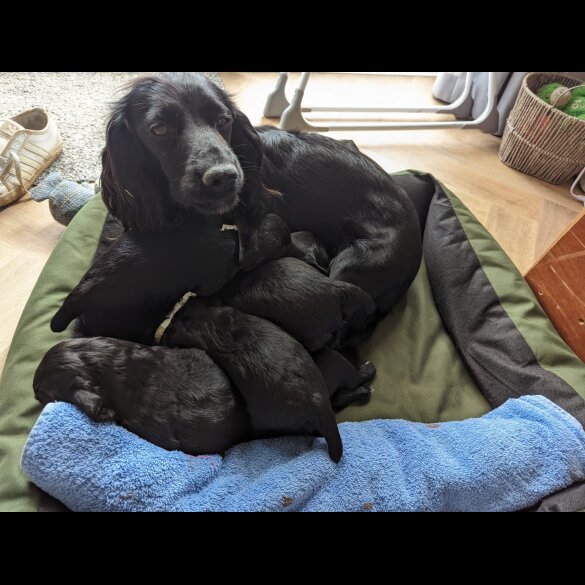 Cocker Spaniel (Working &amp; Show) - Both