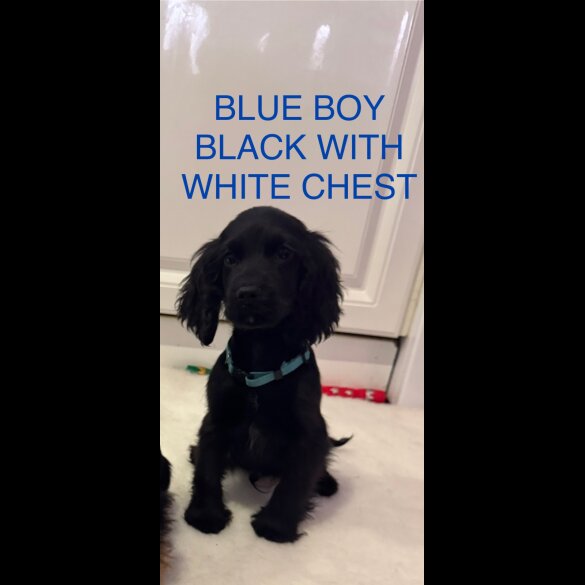 Cocker Spaniel (Working &amp; Show) - Both