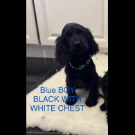 Cocker Spaniel (Working &amp; Show) - Both