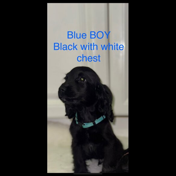 Cocker Spaniel (Working &amp; Show) - Both