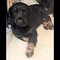 Cocker Spaniel (Working &amp; Show) - Both