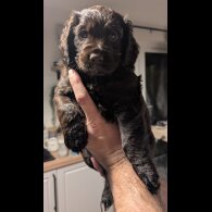 Cocker Spaniel (Working &amp; Show) - Both