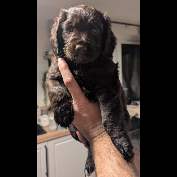 Cocker Spaniel (Working &amp; Show) - Both